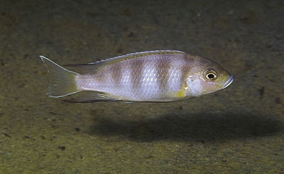 Pseudotropheus livingstonii 'Luwala Reef'